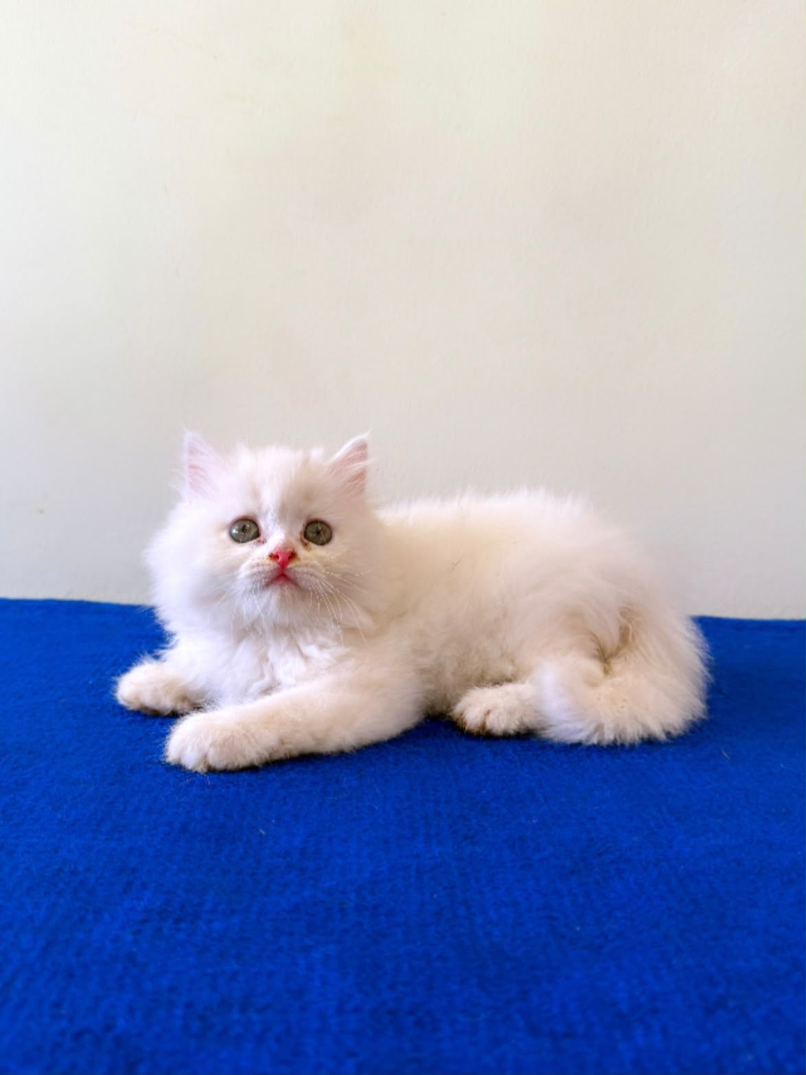 Persian Kitten