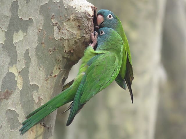 Blue Crown Conure