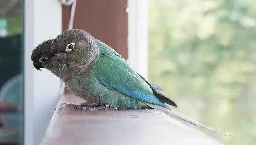 Blue Sided | Turquoise Conure