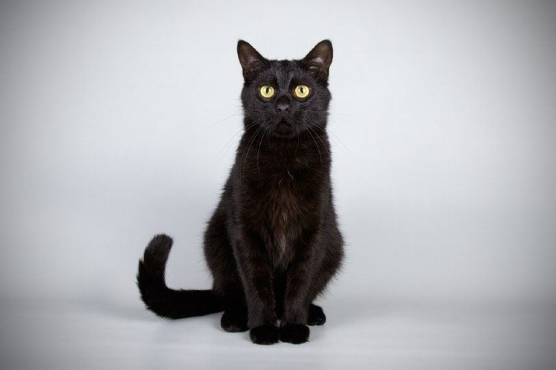 Bombay Kitten