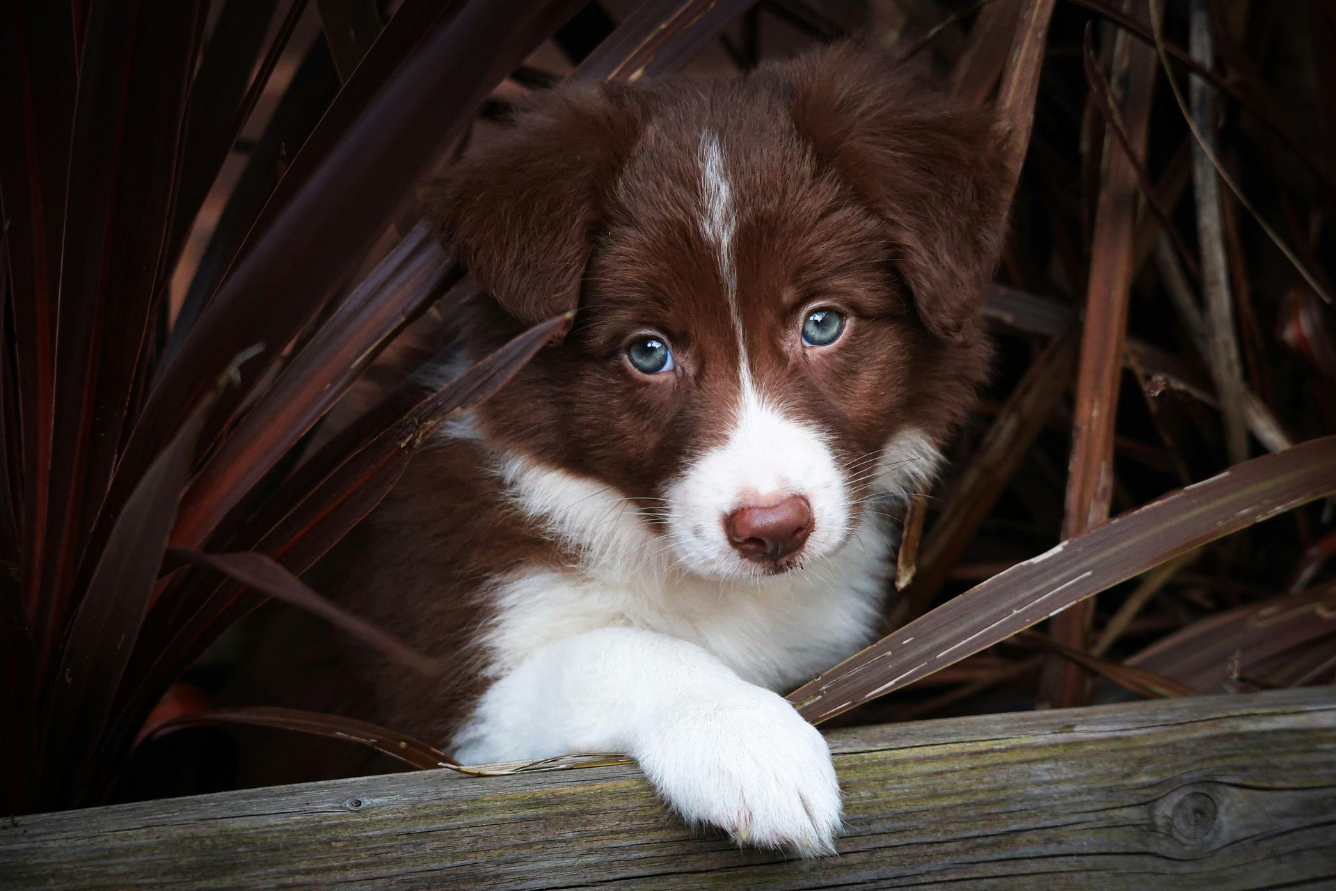Border Collie Puppy