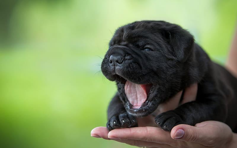 Cane Corso Puppy