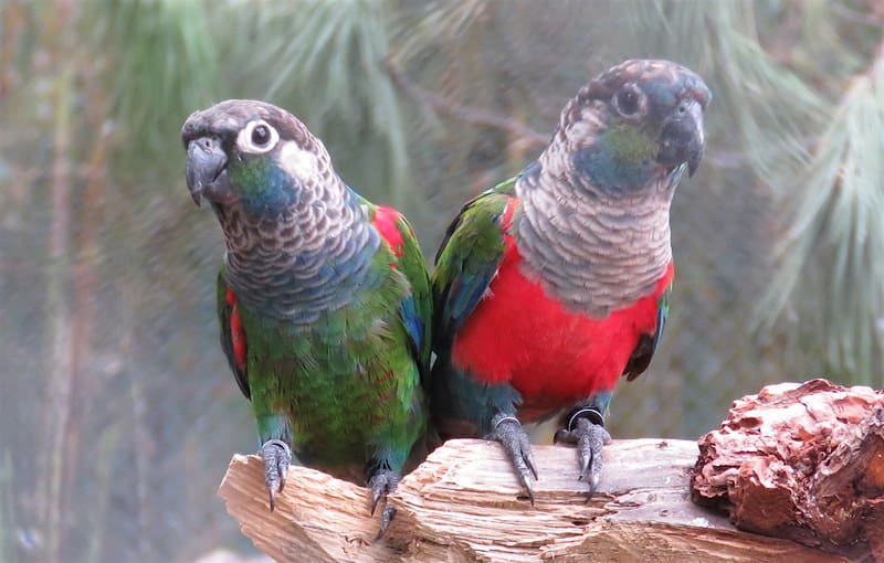 Crimson Bellied Conure