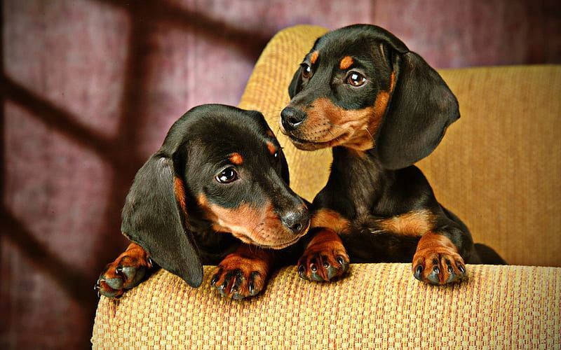 Dachshund Puppy