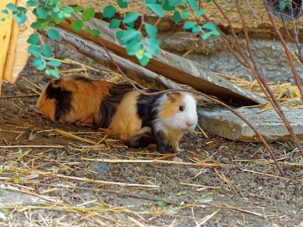 Guinea Pig Babies