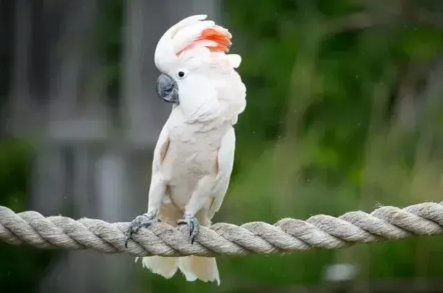Moluccan Cockatoo