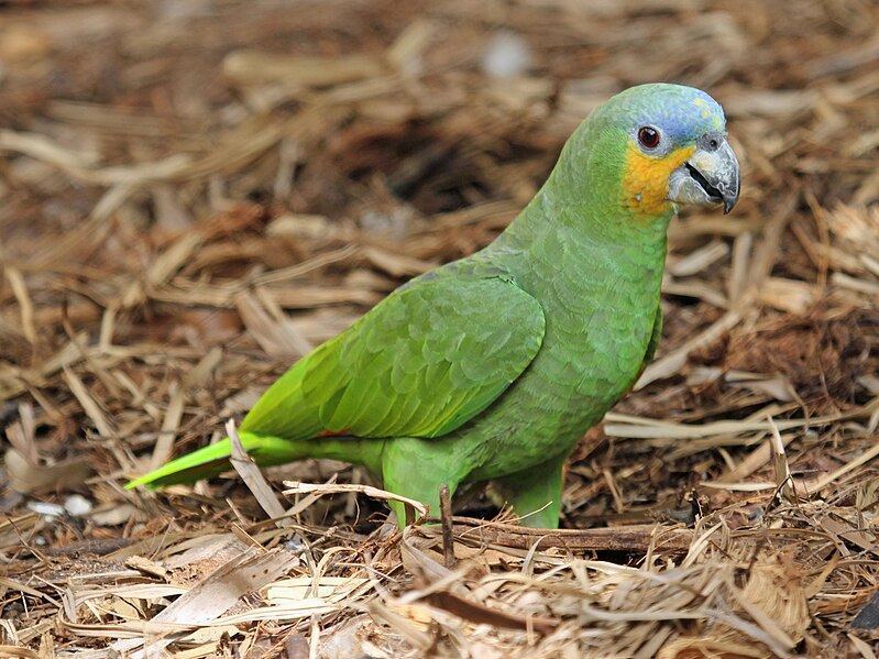 Orange Wing Amazon Parrots