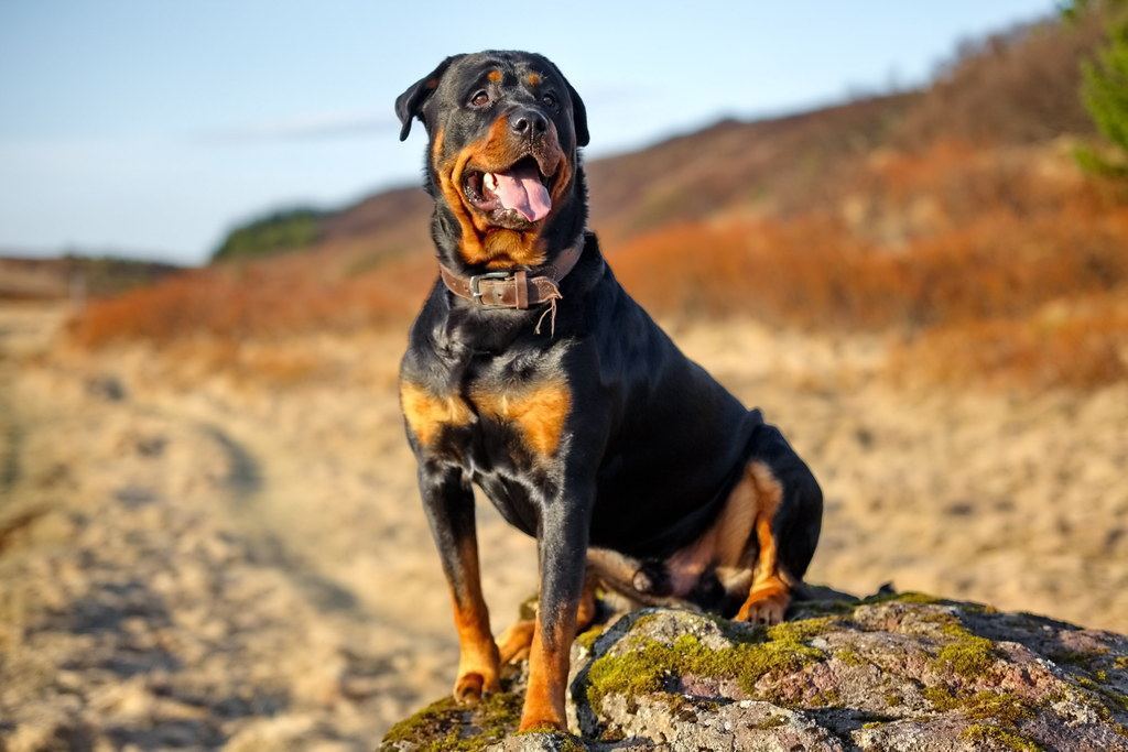 Rottweiler Puppy