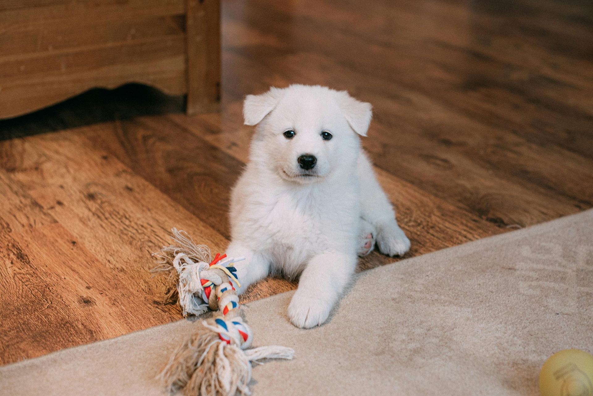 Samoyed Puppy | White