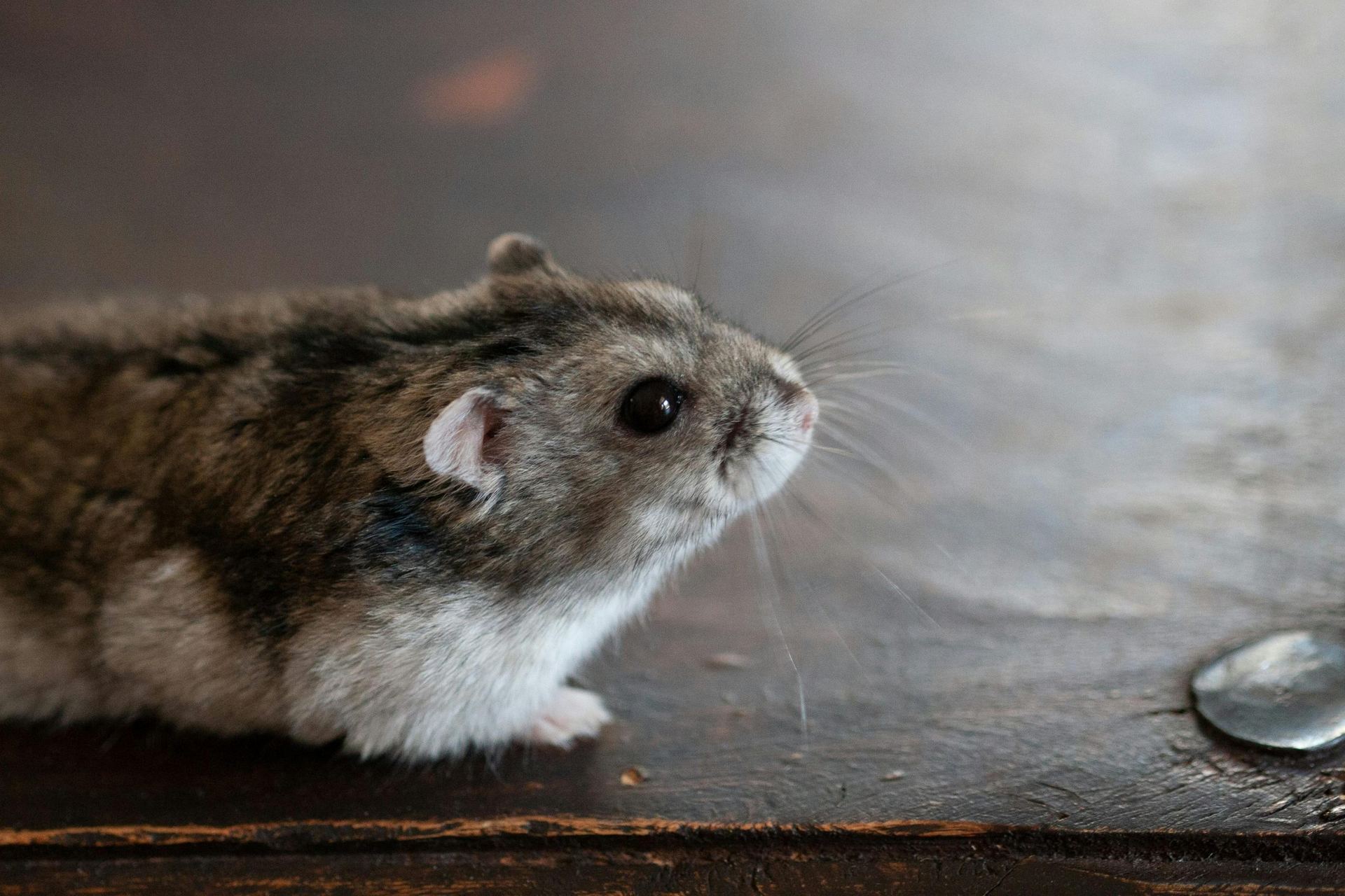 Syrian Hamster Babies