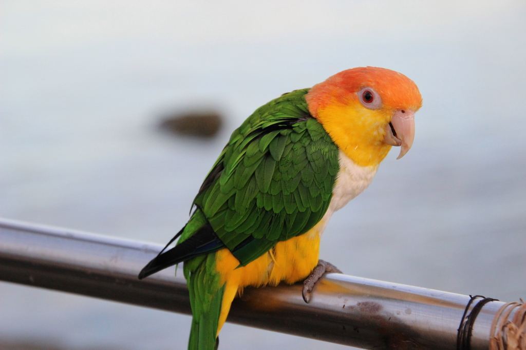 White Bellied Caique