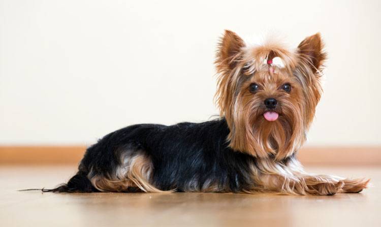 Yorkshire Terrier Puppy