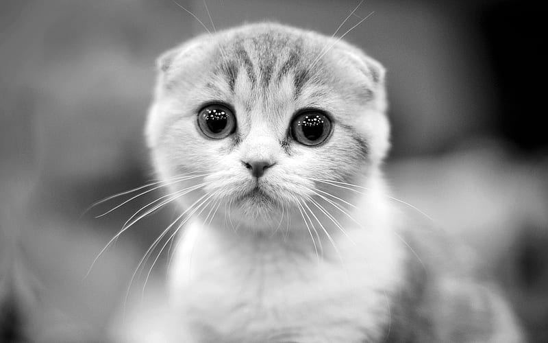 Scottish Fold Kitten
