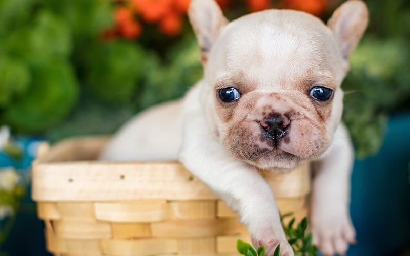 French Bulldog | White