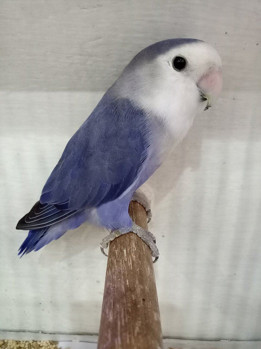 African Love Birds | Violet for sale in Palghar Station