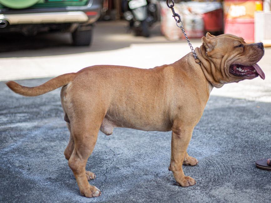 American Bully XL Size Puppy available in Manora