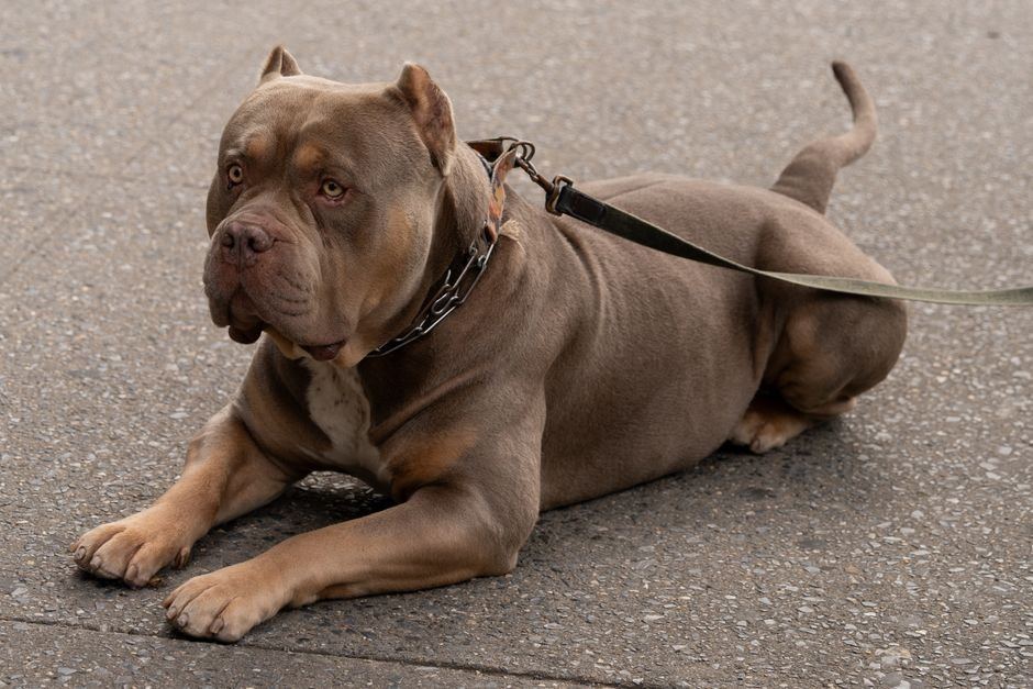 American Bully XXL Size Puppy available in Manora