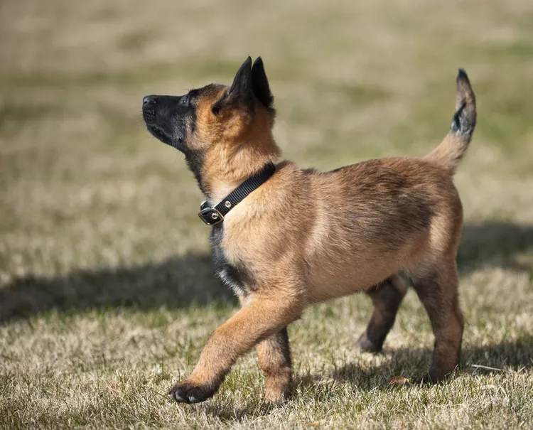 Belgian Malinois Puppy
