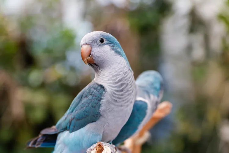 Blue Monk | Blue Quaker Parrot