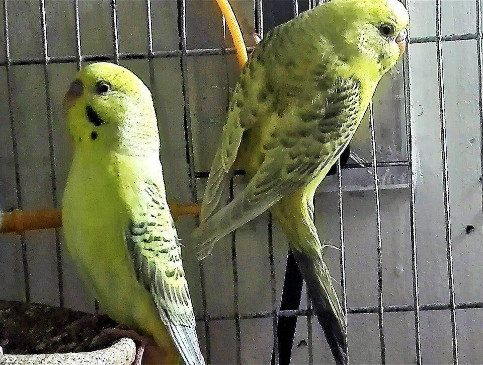 Budgies | Fallow for sale in Palghar Station