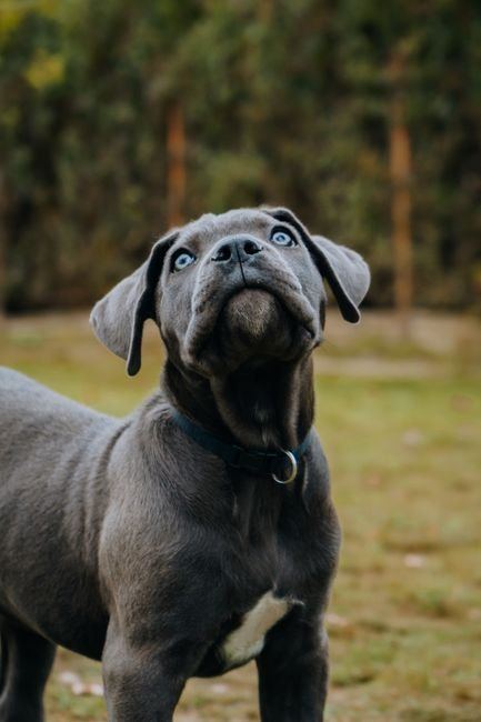 Cane Corso Puppy | Blue for sale in Shivaji Nagar Parbhani
