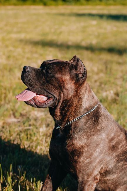 Cane Corso Puppy | Brindle for sale in Shivaji Nagar Parbhani