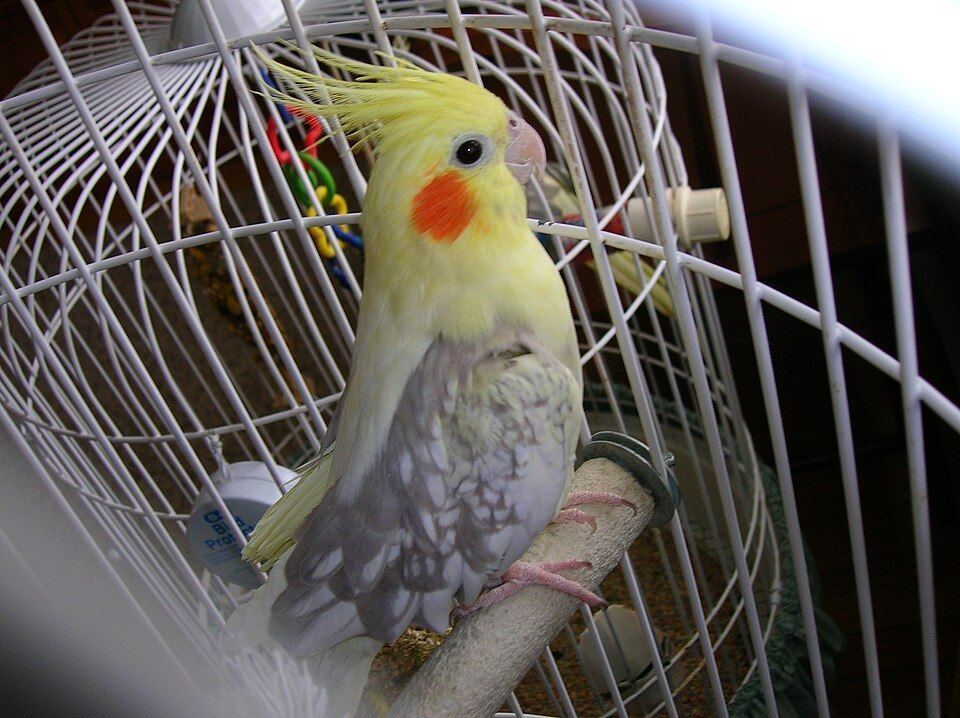 Cockatiel | Pied for sale in Palghar Station