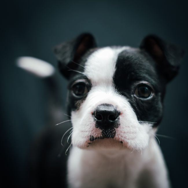 Boston Terrier Puppy available in Nakane Road