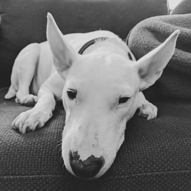 Bull Terrier Puppy available in Nakane Road