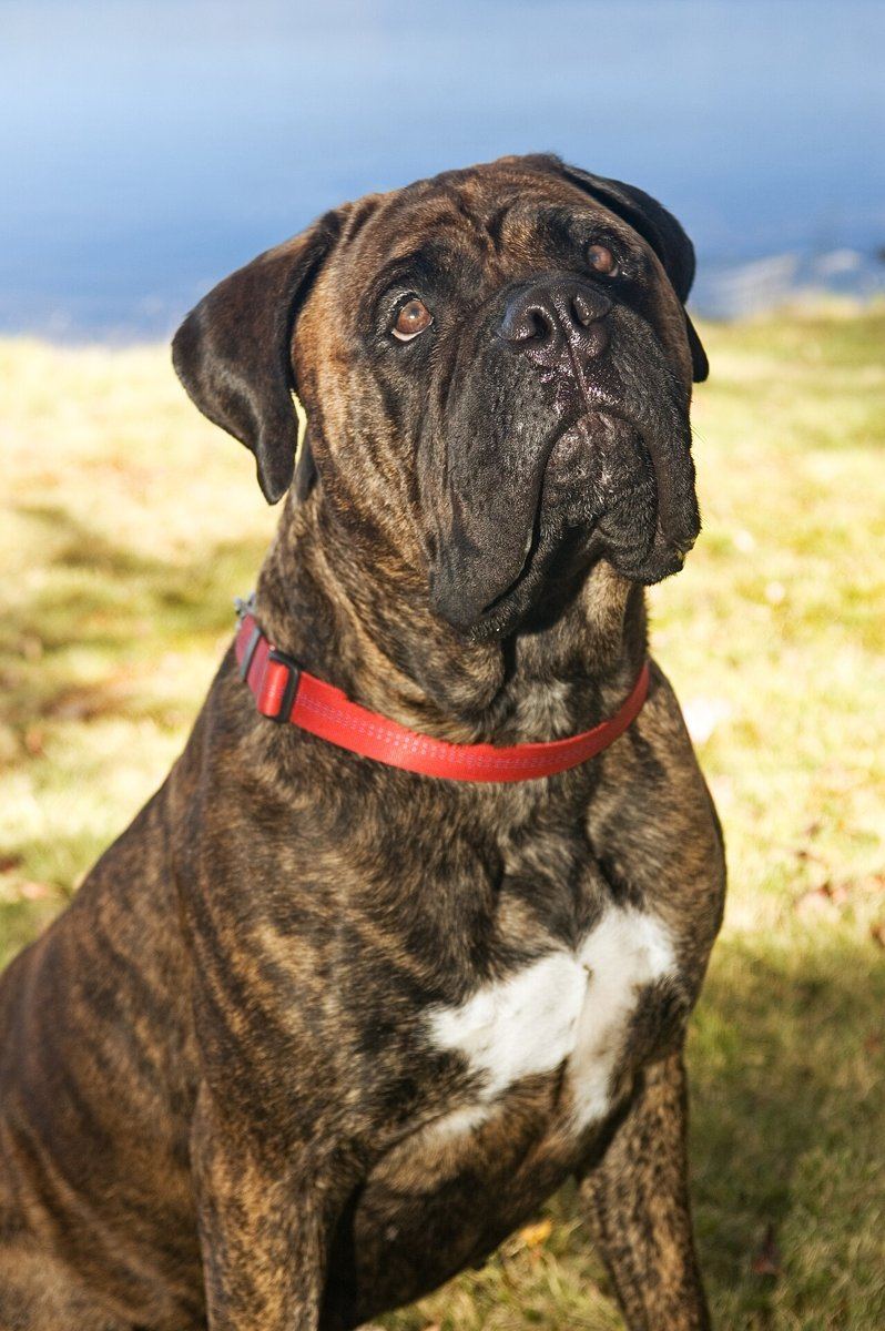 Bullmastiff Puppy available in Manora