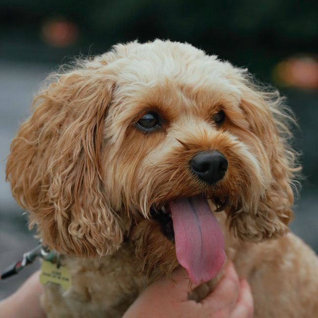 Cockapoo Puppy available in Nakane Road