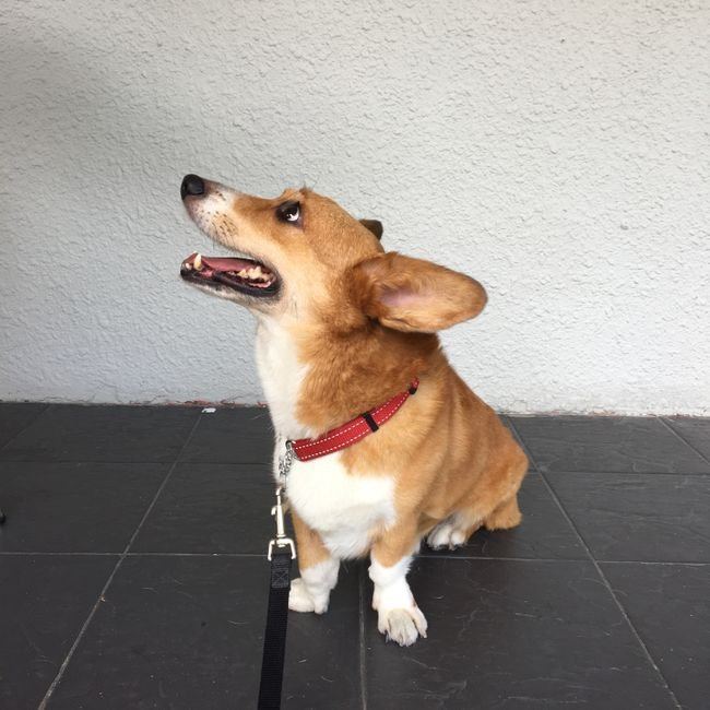 Corgi Puppy available in Nakane Road