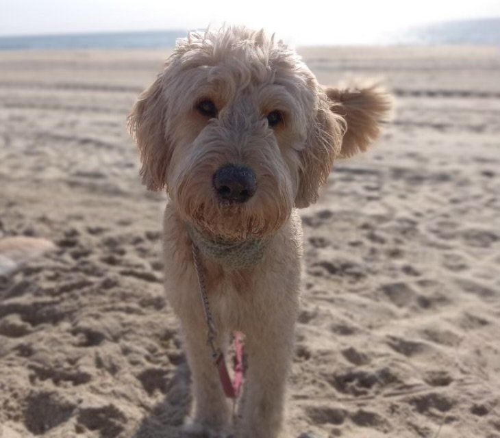 Doodle Puppy available in Manora