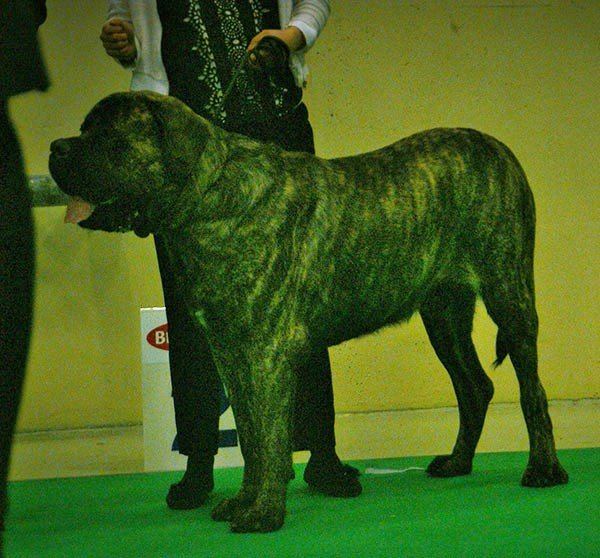English Mastiff Puppy available in Manora
