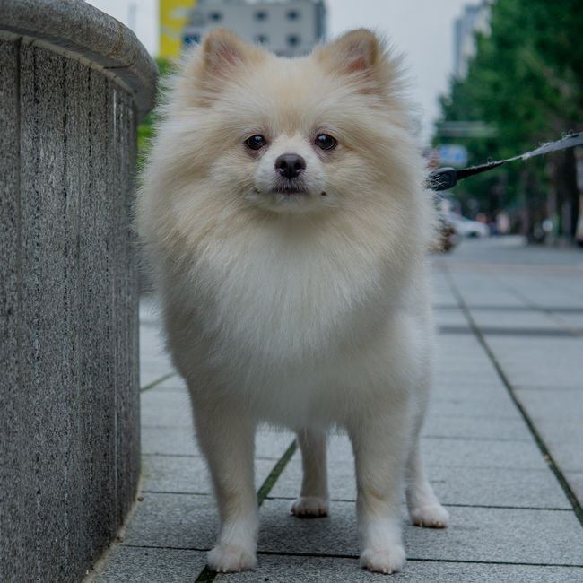 German Spitz Puppy available in Nakane Road