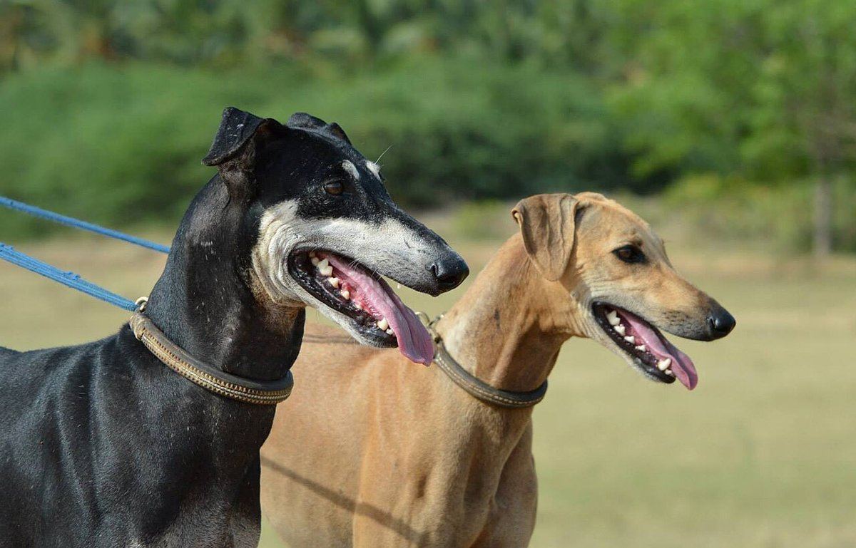 Kanni Puppy available in Manora