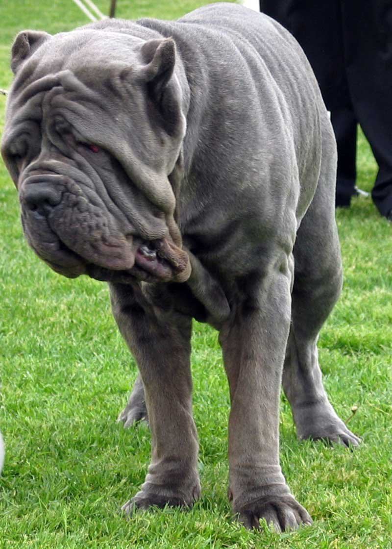 Neapolitan Mastiff Puppy available in Manora