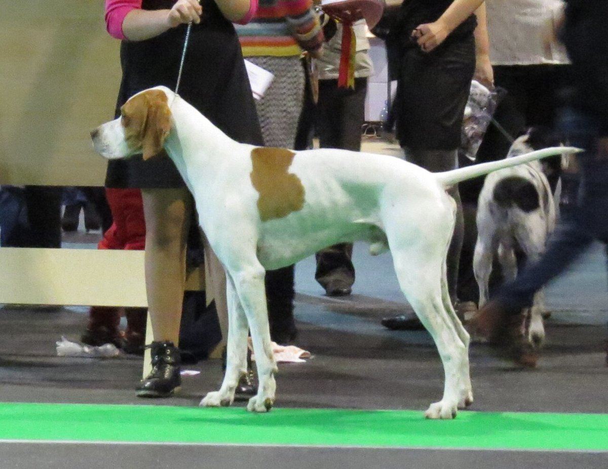 Pointer Puppy available in Manora