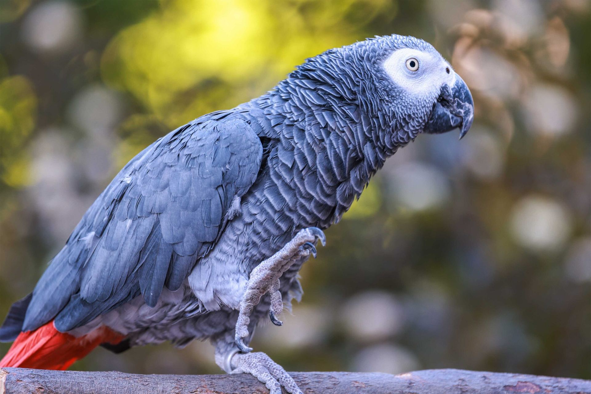 African Grey Parrot - African Grey Parrot