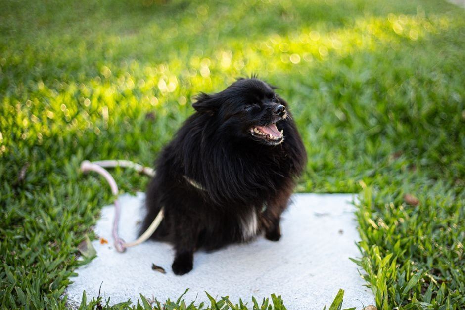 Culture Pom Puppy | Black for sale in Shivaji Nagar Parbhani