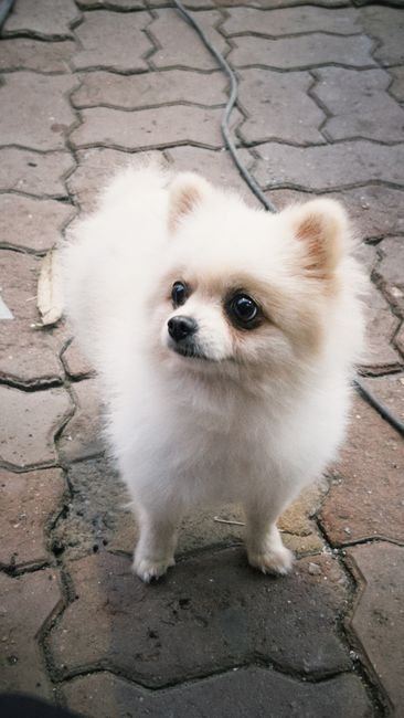 Culture Toy Pom Puppy | White for sale in Shivaji Nagar Parbhani