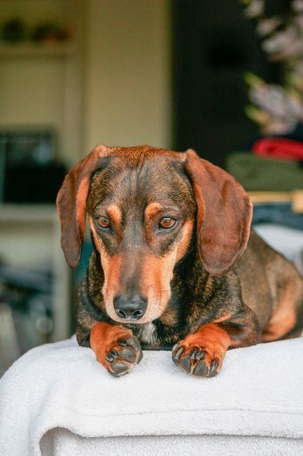 Dachshund Puppy | Brown & Tan available in Manora