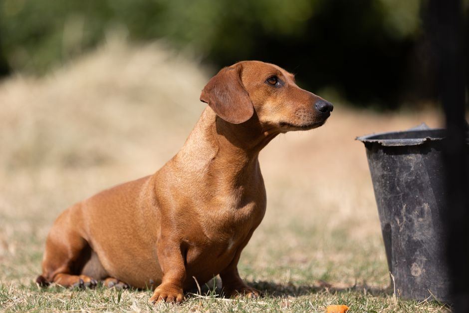 Dachshund Puppy | Brown for sale in Shivaji Nagar Parbhani