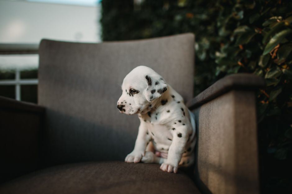 Dalmatian Puppy | Black & White available in New Morbi