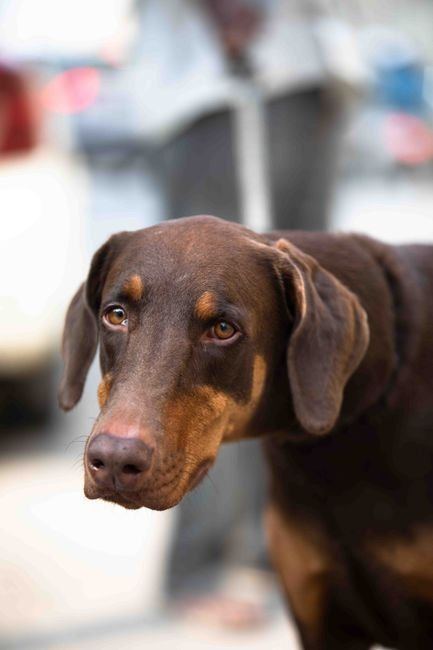 Doberman Pinscher Puppy | Brown & Tan available in Manora