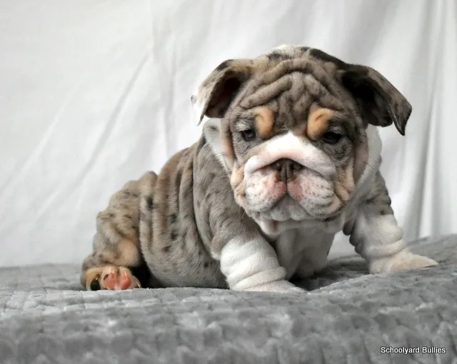 English Bull Dog Puppy