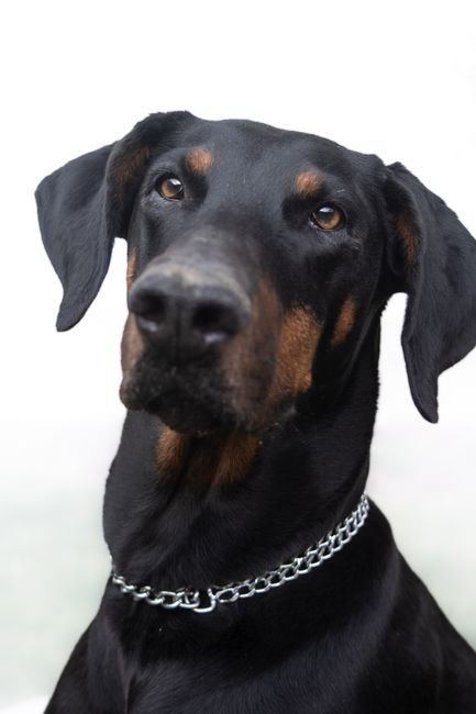 European Doberman Puppy | Black & Tan available in Manora