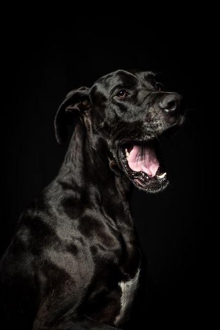 Great Dane Puppy | Black for sale in Shivaji Nagar Parbhani