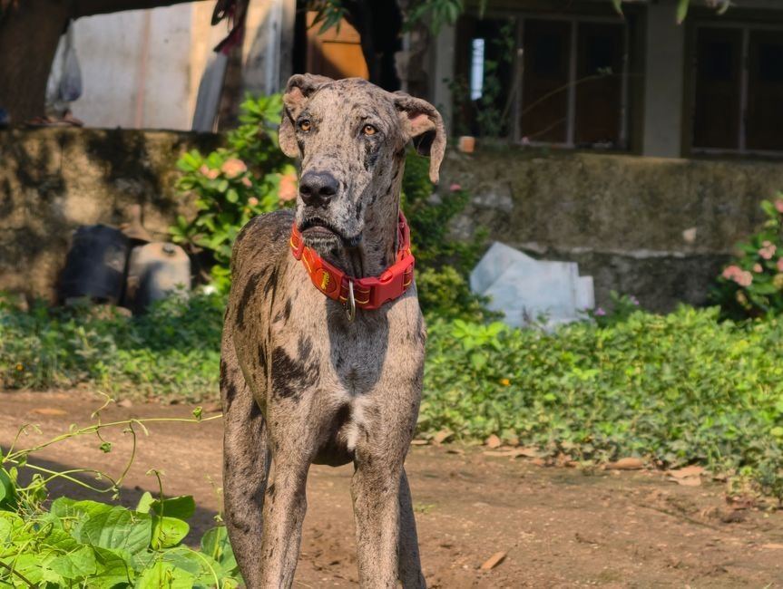 Great Dane Puppy | Brindle for sale in Shivaji Nagar Parbhani