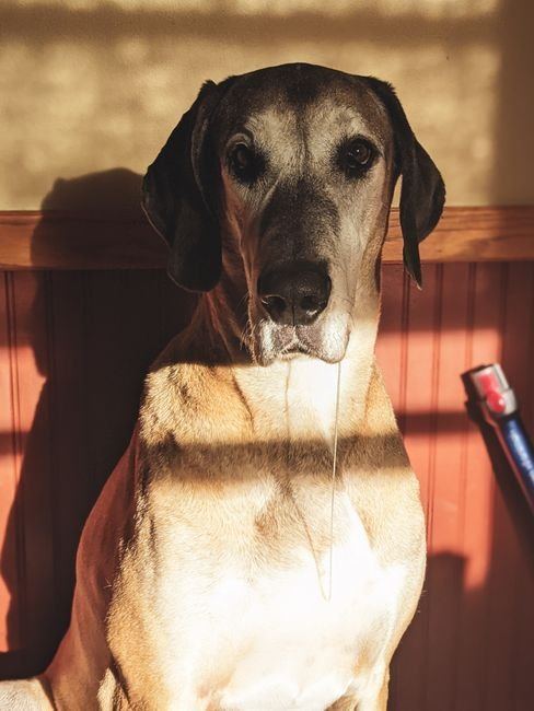 Great Dane Puppy | Fawn for sale in Shivaji Nagar Parbhani